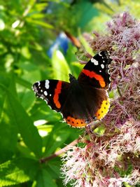 Close-up of butterfly on tree