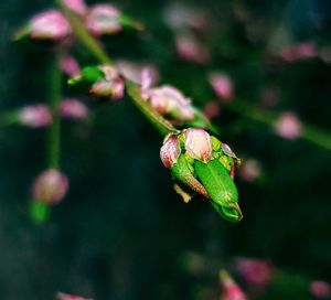 Close-up of pink flowering plant