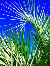 Low angle view of plants against blue sky