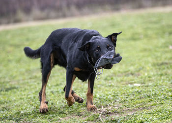 Dogs running on field