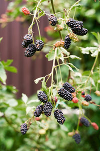 Close-up of berries growing on plant