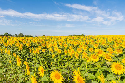 Scenic view of sunflower field against sky