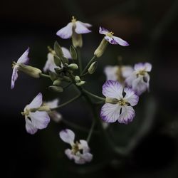 Close-up of purple flowering plant