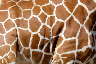 giraffe