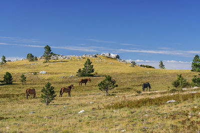 Sheep grazing in a field