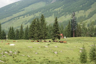 View of trees on landscape