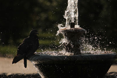 Water splashing in a fountain