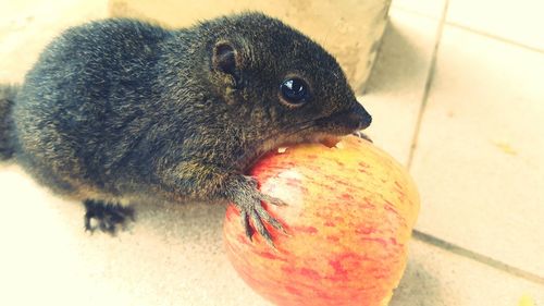 High angle view of lizard eating fruit