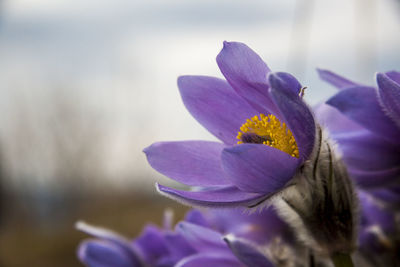 Close-up of purple crocus