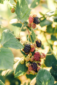 Close-up of blackberries growing on plant