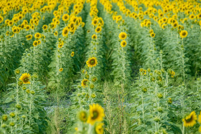 Close-up of yellow flowering plants on field