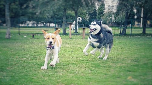 Portrait of dog running on grass