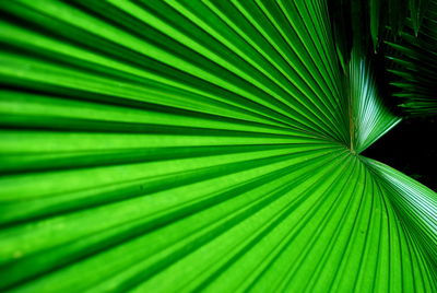 Macro shot of leaves