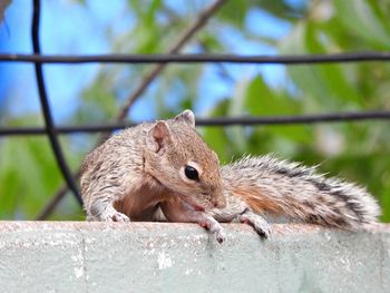 Close-up of squirrel on wall