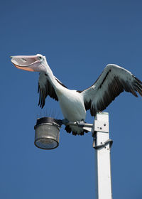 Low angle view of seagull flying against clear sky