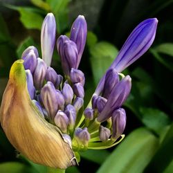 Close-up of african lilies blooming outdoors