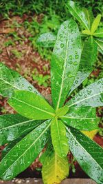 Close-up of raindrops on leaves