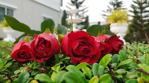 Close-up of red rose bouquet