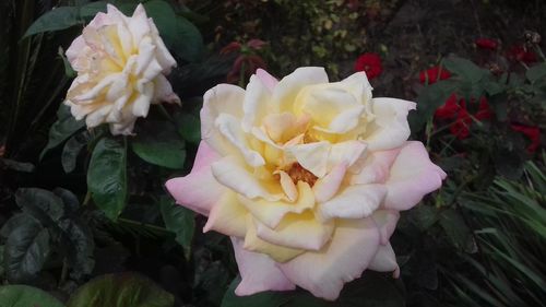 Close-up of white flowers blooming outdoors