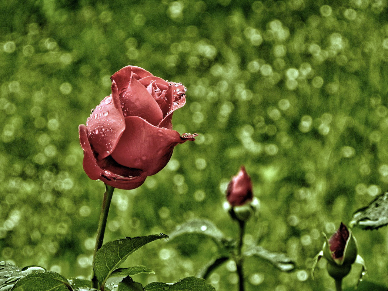 CLOSE-UP OF ROSE WITH WATER DROPS ON RED ROSES