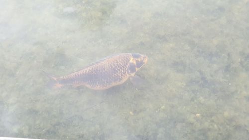 High angle view of fish swimming in sea