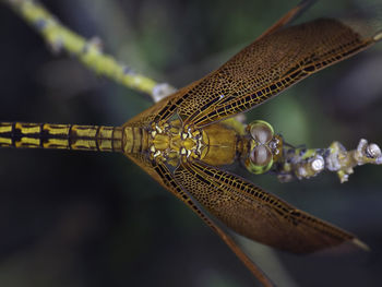 High angle view of insect on plant