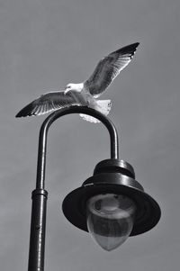 Low angle view of seagull on street light