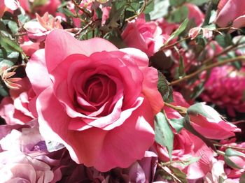 Close-up of pink rose bouquet