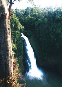 Scenic view of waterfall in forest