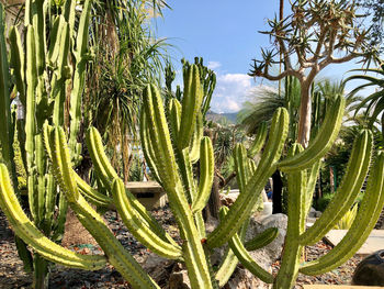 Close-up of succulent plant on field against sky