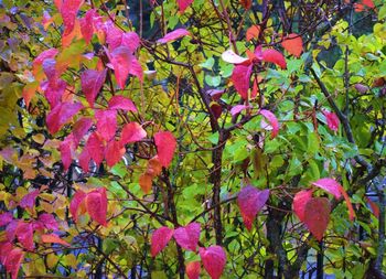 Low angle view of pink flowers growing on plant