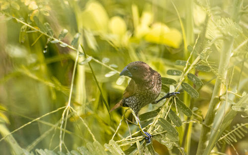 Close-up of bird perching on plant