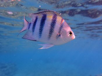 Close-up of fish swimming underwater