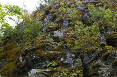 River amidst trees in forest against sky