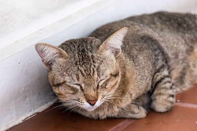 Close-up of a sleeping cat