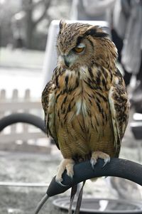 Close-up of owl perching