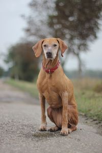 Close-up of dog against trees