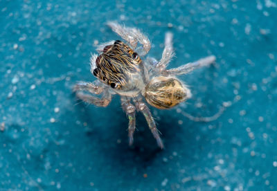 Close-up of spider