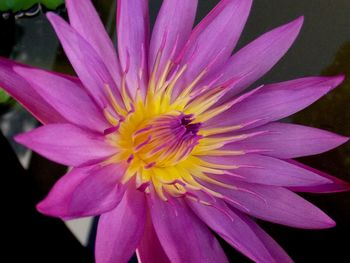 Close-up of pink flower