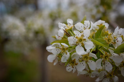 Close-up of white cherry blossoms