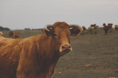 Close-up of cow standing on field against clear sky