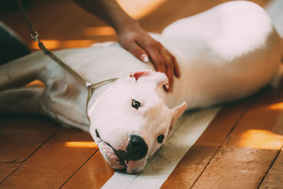 Cropped hand petting dog lying on floor