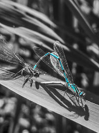 Close-up of dragonfly