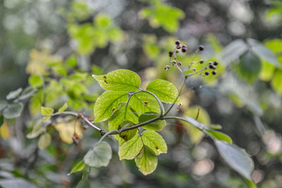 Close-up of plant growing on tree