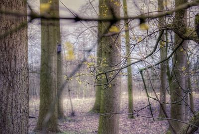 Close-up of bare tree