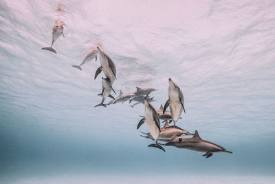 Bird flying over water