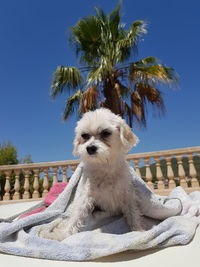 Low angle view of dog on palm tree against sky