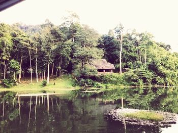 Scenic view of lake in forest