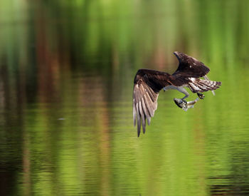 Osprey with fish