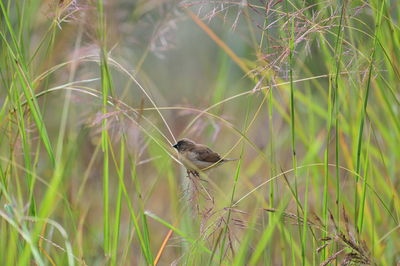 View of bird on grass in field